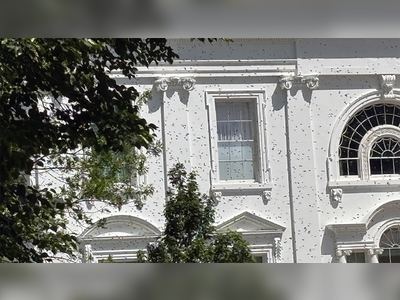 Bee Swarm at White House North Lawn Disrupts Executive Residence Grounds