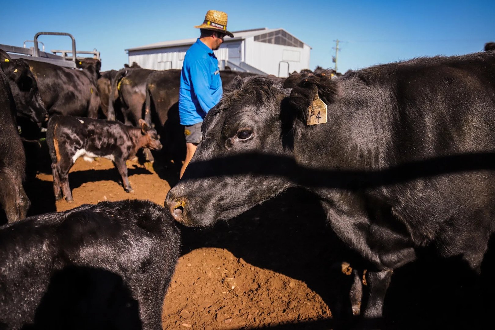 China Warns Australian Beef Imports Are Approaching Safeguard Tariff Threshold