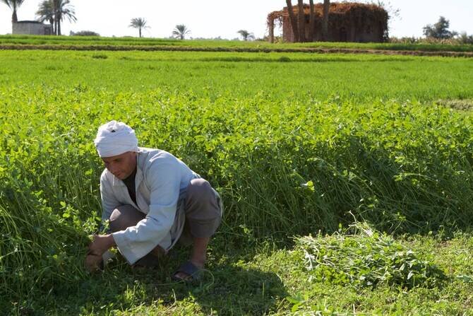 Egypt Unveils $15bn New Delta Megaproject to Expand Farmland