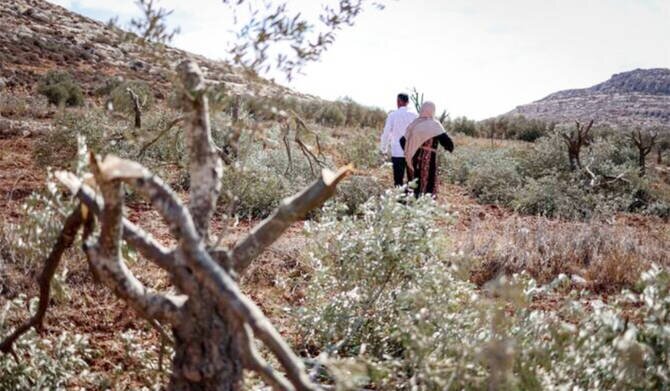 Israeli Settlers Uproot Olive Trees and Attack Properties in West Bank