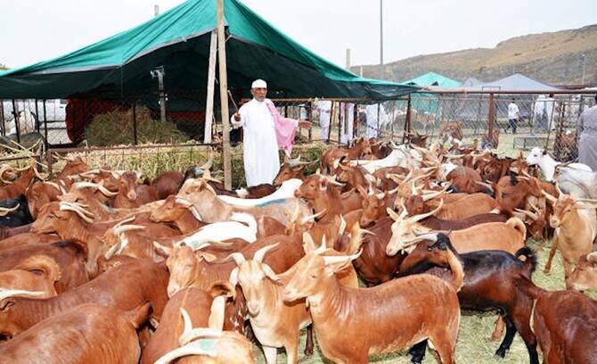 Environment Ministry Stresses Importance of Health Checks for Udhiyah During Hajj Season