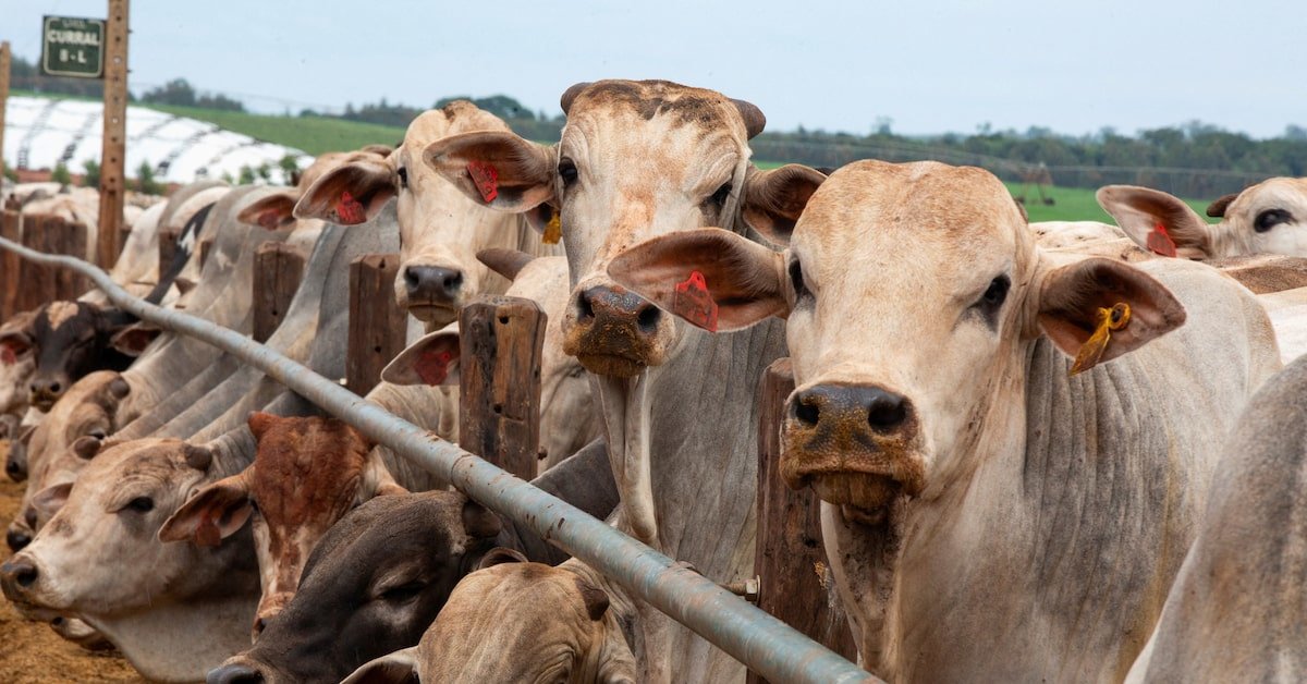 Brazil and Australia Push China to Expand Beef Access as Import Quotas Threaten Trade Freeze