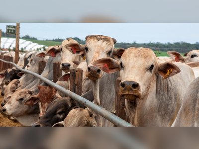 Brazil and Australia Push China to Expand Beef Access as Import Quotas Threaten Trade Freeze