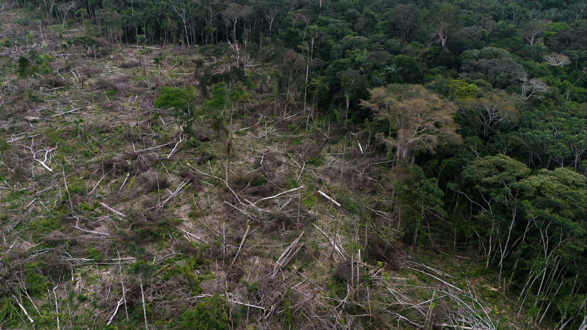 Australian Banks Warned Deforestation Could Become a Financial Stability Threat