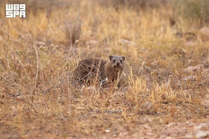 Saudi Nature Reserve Sees Boost in Biodiversity with 12 Rock Hyrax Births