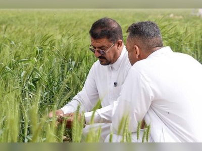 Iraq Aims for Five Million Ton Wheat Harvest in Pursuit of Self-Sufficiency