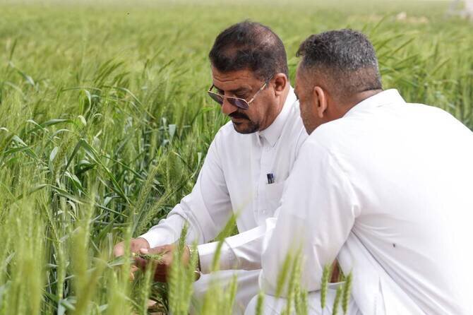 Iraq Aims for Five Million Ton Wheat Harvest in Pursuit of Self-Sufficiency